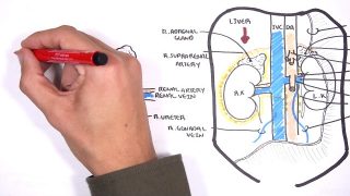 Kidneys – Clinical Anatomy (renal anatomy)