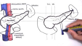 Pancreas Clinical Anatomy and Physiology