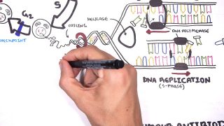 Pharmacology  – Chemotherapy agents