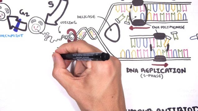 Pharmacology  – Chemotherapy agents