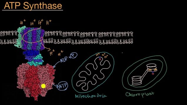 ATP Synthase