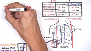 Lung Pleura – Clinical Anatomy and Physiology
