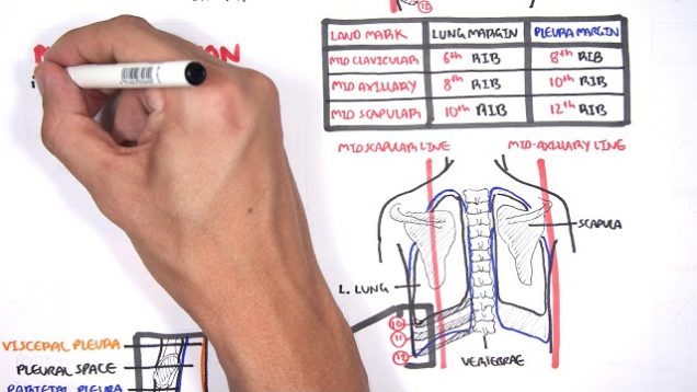 Lung Pleura – Clinical Anatomy and Physiology