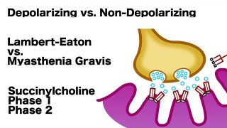 Neuromuscular Junction
