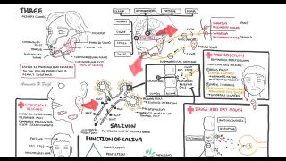 Anatomy and Physiology – Salivary glands