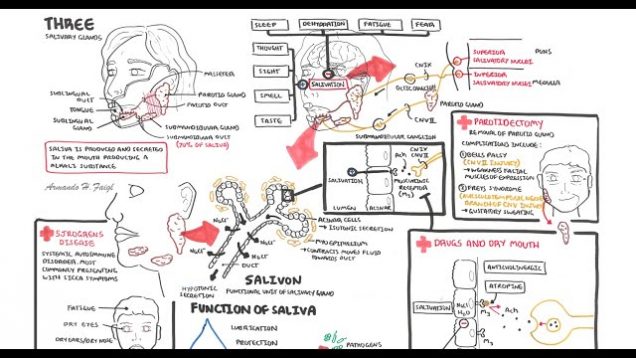 Anatomy and Physiology – Salivary glands