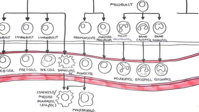 Haematopoesis and Myeloproliferative Disorder Overview