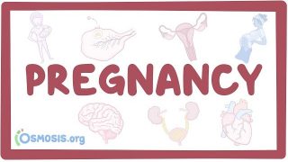 Pregnancy physiology Video Lecture