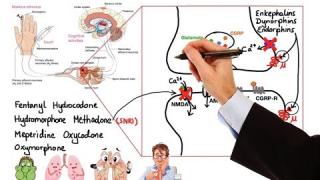 Pharmacology – OPIOIDS (MADE EASY)