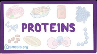 Proteins