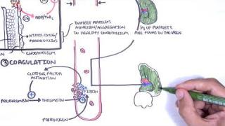 Thrombocytopaenia (low platelets) Overview – platelet physiology, classification, pathophysiology