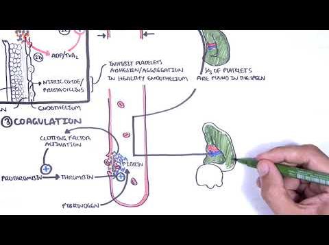 Thrombocytopaenia (low platelets) Overview – platelet physiology, classification, pathophysiology