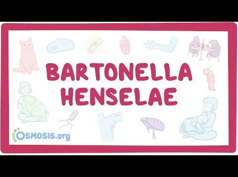 Bartonella henselae – causes, symptoms, diagnosis, treatment, pathology