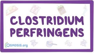 Clostridium perfringens
