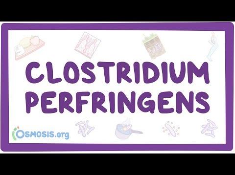 Clostridium perfringens