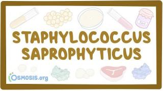 Staphylococcus saprophyticus – causes, symptoms, diagnosis, treatment, pathology