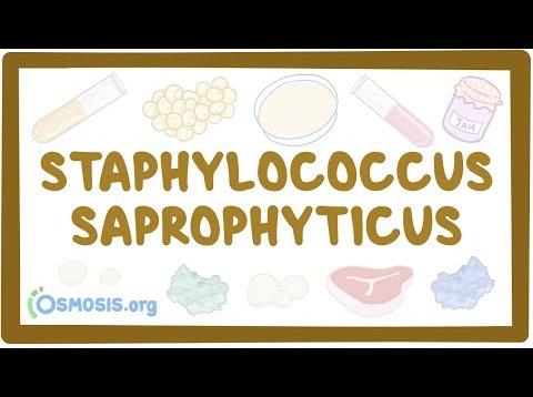 Staphylococcus saprophyticus – causes, symptoms, diagnosis, treatment, pathology
