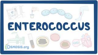 Enterococcus – causes, symptoms, diagnosis, treatment, pathology