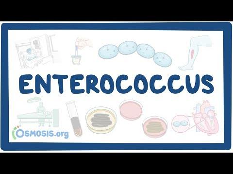 Enterococcus – causes, symptoms, diagnosis, treatment, pathology