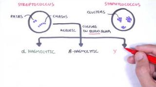 Microbiology – Streptococcus species