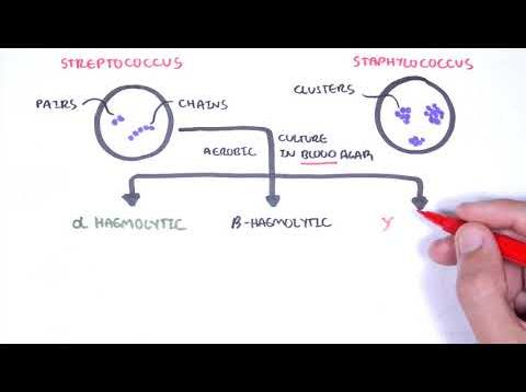 Microbiology – Streptococcus species