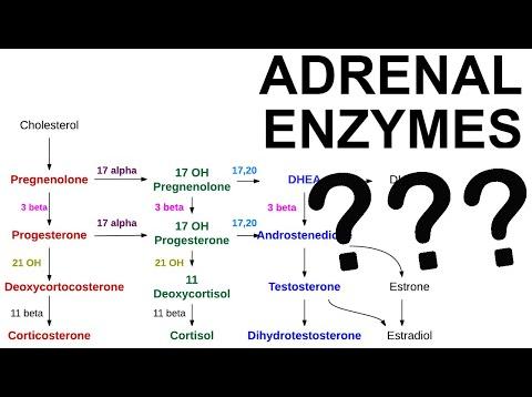 Adrenal Enzyme Deficiencies