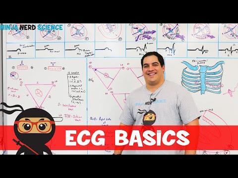 Cardiovascular | ECG Basics