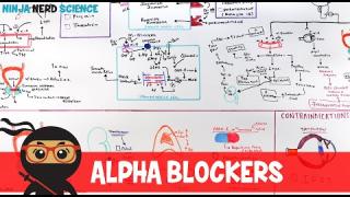 Hypertension Treatment | Alpha Blockers: Antihypertensives
