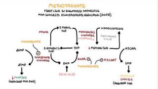 Methotrexate – Pharmacology (DMARDs, mechanism of action, side effects)