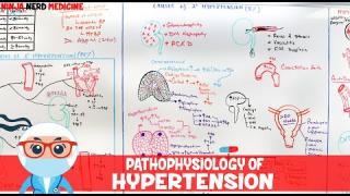 Pathophysiology of Hypertension