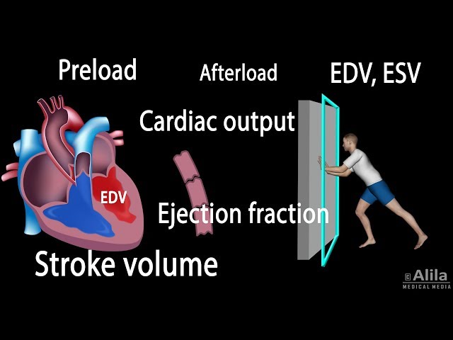 Cardiac Output, Stroke Volume, EDV, ESV, Ejection Fraction - 2025