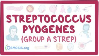 Streptococcus pyogenes (Group A Strep) – causes, symptoms, diagnosis, treatment, pathology