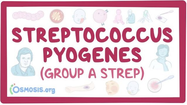 Streptococcus pyogenes (Group A Strep) – causes, symptoms, diagnosis, treatment, pathology