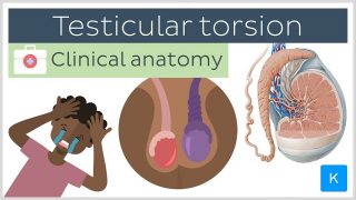 Testicular torsion: causes, symptoms, diagnosis and treatment – Clinical Anatomy | Kenhub
