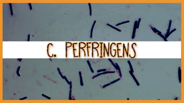 Clostridium Perfringens