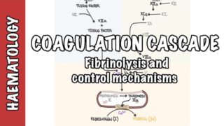 Coagulation Cascade and Fibrinolysis – clotting factors, regulation and control mechanism