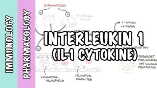 Immunology – Interleukin 1 (IL1) physiology and IL1 antagonist pharmacology
