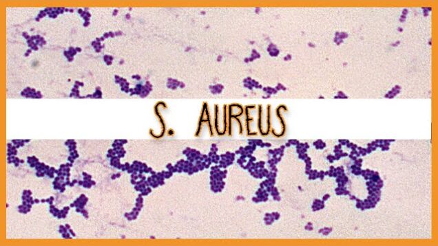Staphylococcus Aureus