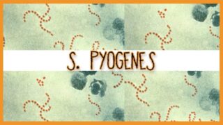 Streptococcus Pyogenes