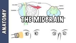 Clinical Anatomy – Midbrain (structure, function and some conditions)