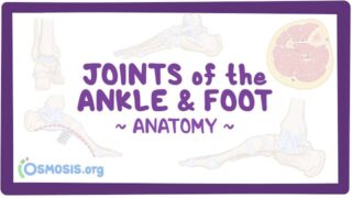 Joints of the Ankle and Foot Anatomy