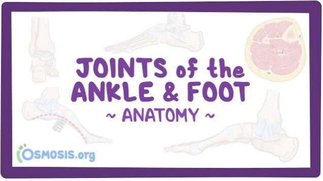 Joints of the Ankle and Foot Anatomy