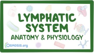 Lymphatic system anatomy and physiology