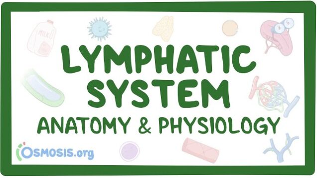 Lymphatic system anatomy and physiology