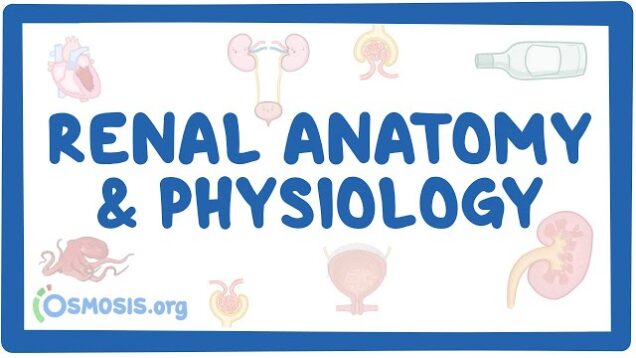 Renal anatomy and physiology
