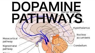 Dopamine Pathways, Antipsychotics, and EPS